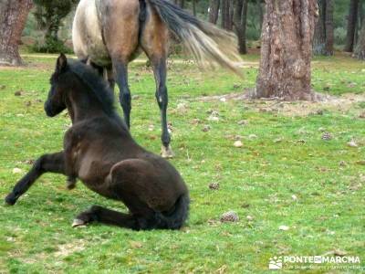 Pinares, Riscos y Atalayas; sitios para visitar en la comunidad de madrid